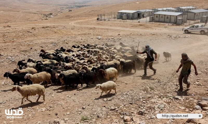 خاصl ضربٌ لمصادر الرزق قبل الأرض.. الرعاة في المغير يواجهون تصعيدًا استيطانيًا متواصلًا