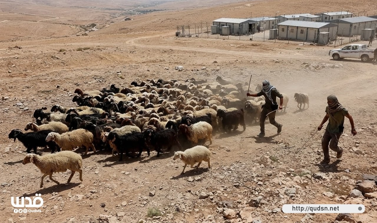 خاصl ضربٌ لمصادر الرزق قبل الأرض.. الرعاة في المغير يواجهون تصعيدًا استيطانيًا متواصلًا
