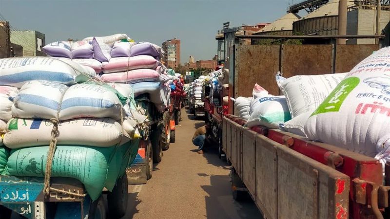 استلام أكثر من 300 ألف طن قمح من المزارعين بالدقهلية خلال الموسم