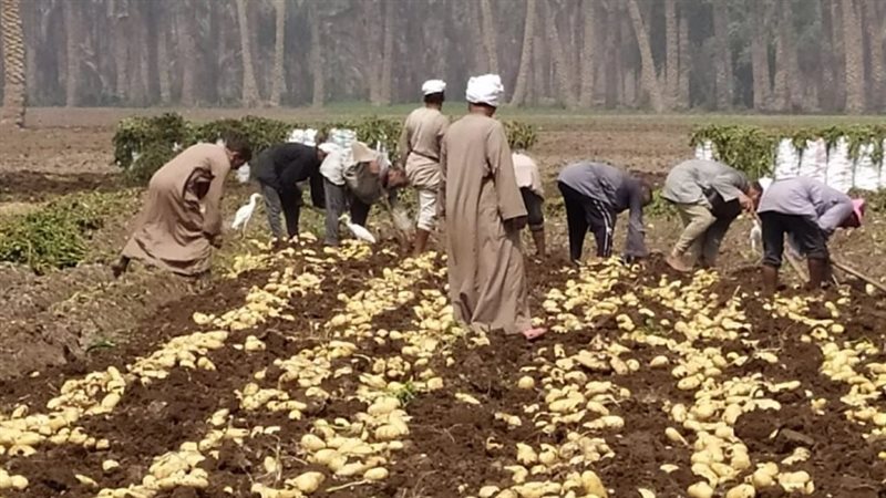 الزراعة: تحالف بين 3 جهات لإطلاق خطة لتسويق تقاوي البطاطس المحلية