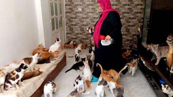تونسية تهب حياتها للقطط وتحول منزلها إلى ملجأ لهم… صور