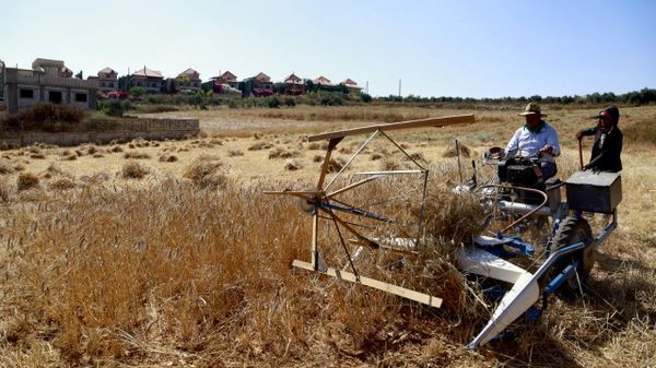 مزارعو جنوبي لبنان يحصدون القمح وسط مخلفات الحرب وغياب الدعم