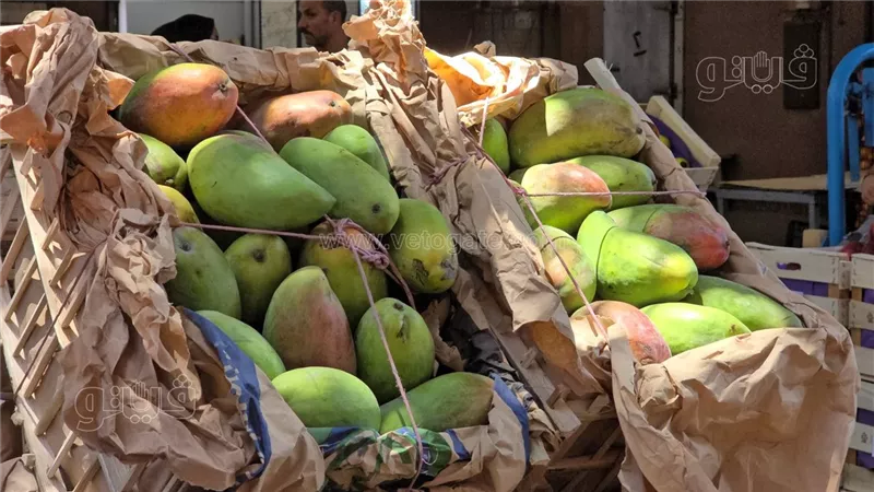 أسعار المانجو اليوم الثلاثاء، انخفاض السكري 10 جنيهات وارتفاع النعومي