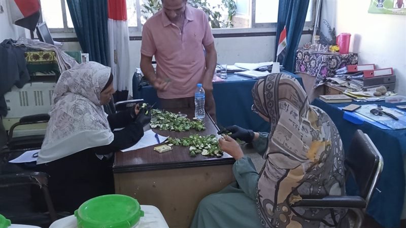 بدء أعمال الفحص للوز القطن الأخضر بالفيوم