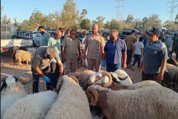 ليبيا تواجه خطر تفشي «الحمى القلاعية» بإجراءات احترازية