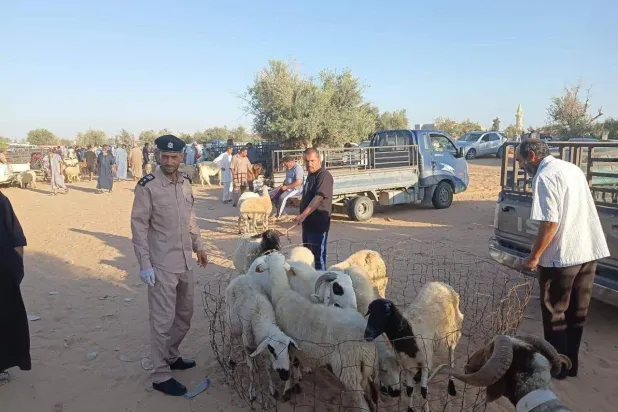 المخاوف من تفشي «الحمى القلاعية» تدفع ليبيا إلى توسيع إغلاق أسواق الماشية