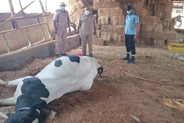 «الوحدة» الليبية تطلق خطة عمل لمحاصرة «الحمى القلاعية»