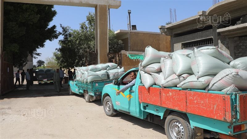 زراعة بني سويف: زيادة 55 ألف طن في توريد القمح عن الموسم الماضي