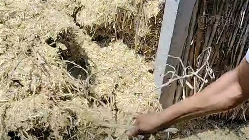 ارتفاع حصيلة ضحايا لدغات الثعابين بالشرقية إلى 18 حالة بينهم 3 وفيات