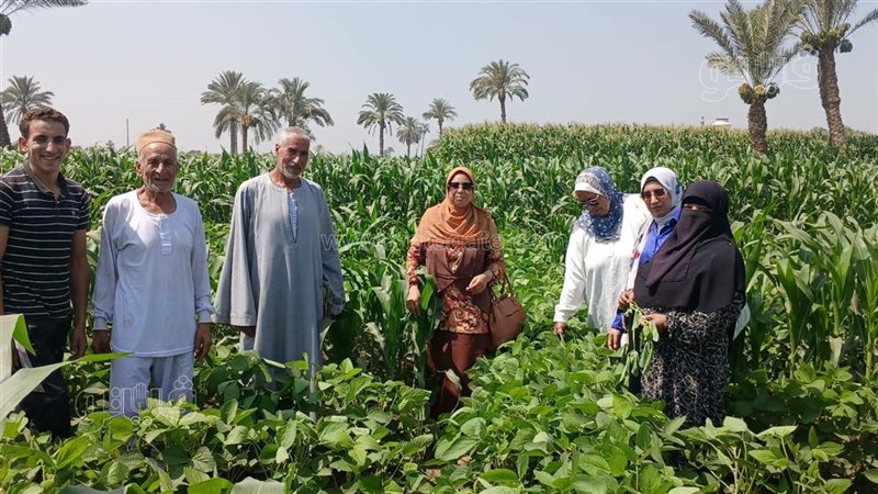 زراعة بني سويف تنظم ندوة حقلية لزيادة إنتاج فول الصويا
