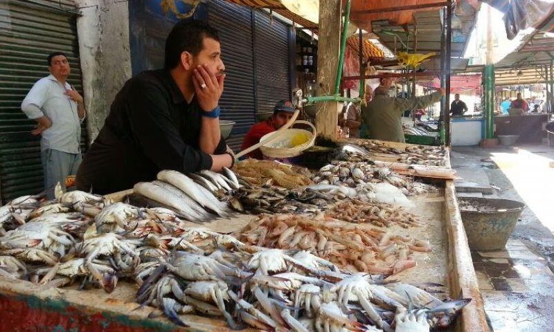 أسعار الأسماك اليوم.. البلطي بـ 73 جنيهًا والجمبري يتراجع