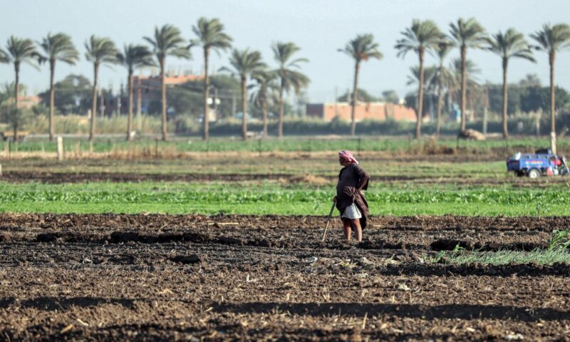 بعد ثلاث وفيات.. ظهور “الكوبرا” يثير حالة من القلق في قرى مصرية
