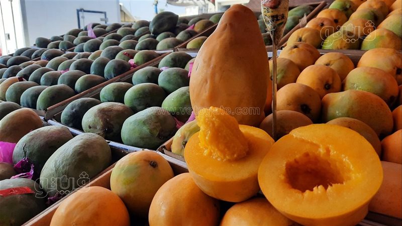 ملكة الفاكهة هتغرق السوق، بدء حصاد المانجو بمزارع الإسماعيلية اليوم