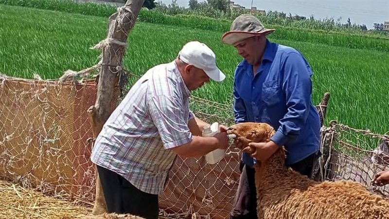 تقديم خدمات متنوعة لـ592 مواطنًا خلال قافلة سكانية بالمحمودية في البحيرة