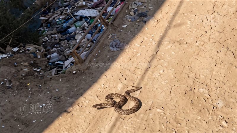 أفعى تثير قلق أهالي “ميت يزيد” بالغربية ومطالب بتحرك عاجل 