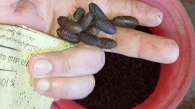 تستخدم في غش البن، ضبط 2 طن نوى بلح وبسلة داخل محمصة بالفيوم