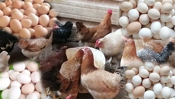 مفاجأة في سوق البيض اليوم.. هل تتغير الأسعار بعد هبوط الفراخ؟