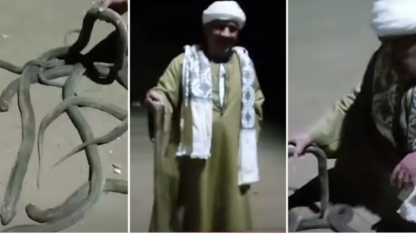 الرعب تحول إلى بطولة .. مواطن يحمل 6 أفاعي بعد القضاء عليها في أسيوط
