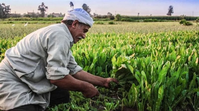 زيادات تعجيزية، مطالب برلمانية بمراجعة أسعار إيجار أراضي الأوقاف