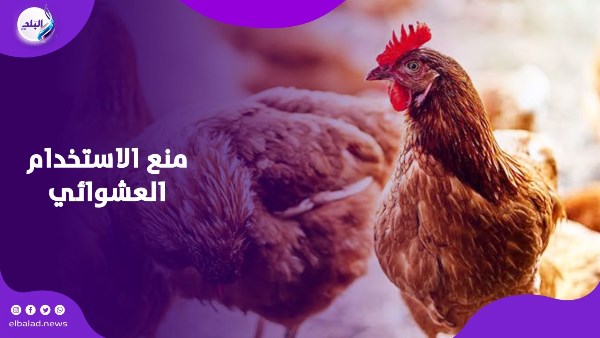 تهدد صحة المواطنين.. تحذير عاجل من حقنة البرد للدواجن