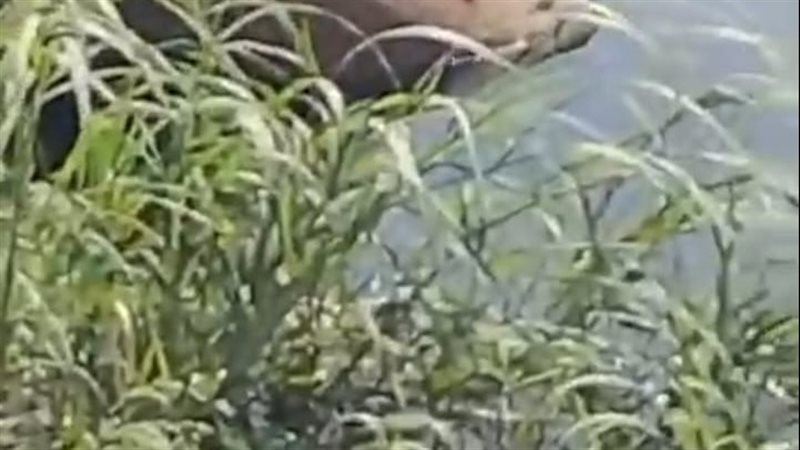 ظهور تمساح في ترعة الإسماعيلية، الجهات المعنية تفحص فيديو متداول أثار قلق أهالي شبرا الخيمة