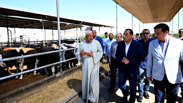 وزير الزراعة: إنتاج مصر من اللحوم الحمراء يبلغ 600 ألف طن وتحقيق الاكتفاء الذاتي من الألبان