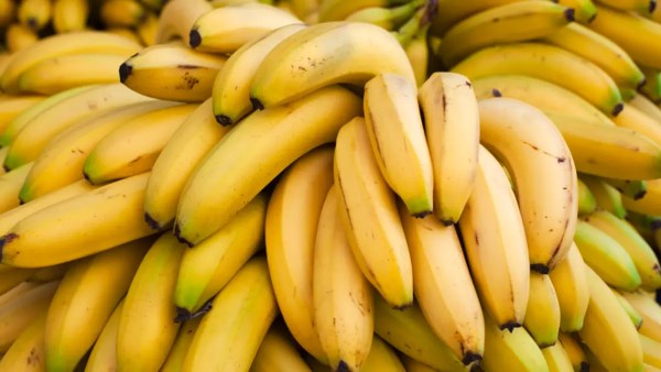 السر داخل غرف الإنضاج.. هل تكتسب ثمار الموز وزنًا بعد الحصاد؟
