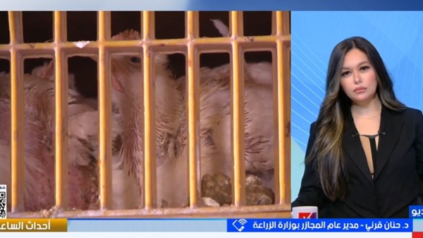 ضبط محل يحقن الدواجن بالمياه بعد الدبح.. علامات الفراخ السليمة
