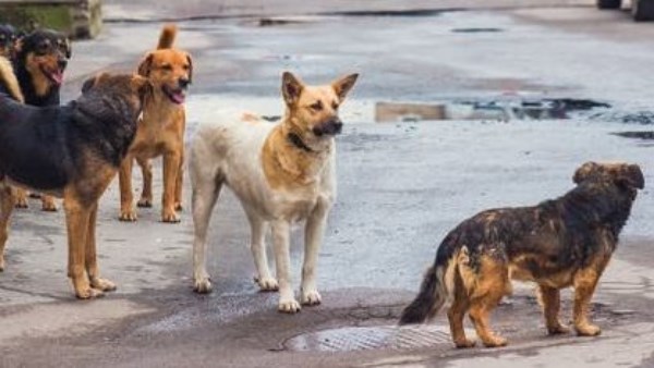 بعد تحرك الحكومة.. سيناريوهات برلمانية لحل أزمة الكلاب الضالة