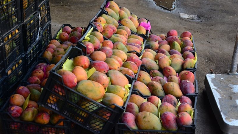 أسعار المانجو اليوم، ارتفاع العويسي 10 جنيهات و7 أصناف شهيرة تبدأ من 25 جنيها