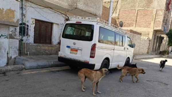 بيطري قنا: استجابة فورية لشكوى بشأن انتشار الكلاب الضالة في العبابدة| صور