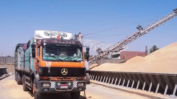 توريد 600 ألف طن قمح بالصوامع والشون والبناكر في أسوان