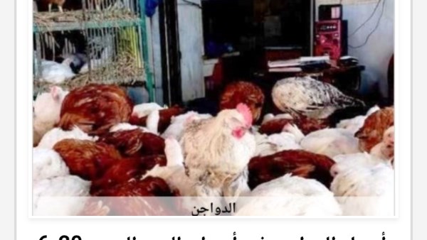 أسعار الدواجن في أسوان اليوم الثلاثاء 21-7-2026