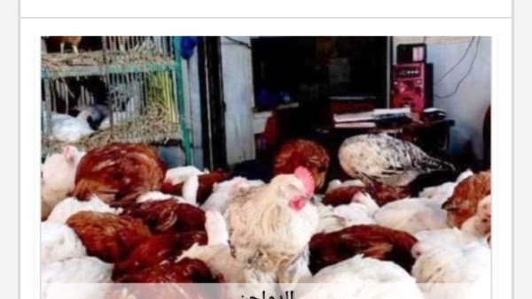 أسعار الدواجن في أسوان اليوم الأربعاء 22-7-2026