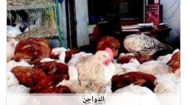 أسعار الدواجن في أسوان اليوم  الخميس  30-7-2026