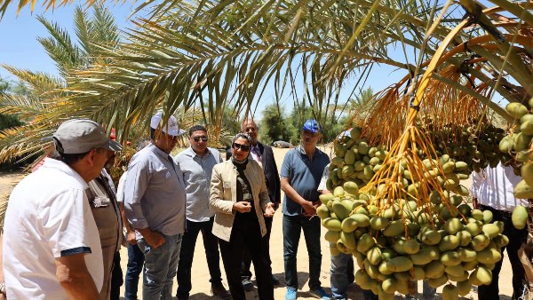 40 ألف فدان و1200 فرصة عمل.. مشروع زراعي واعد في الوادي الجديد