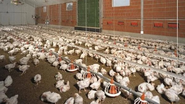 سحب عينات من 10 مزارع دواجن بالوادي الجديد والتصريح بخروج 99 ألف طائر