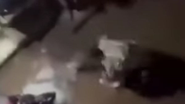 بعد تداوله .. مفاجأة في فيديو اعتداء شارع مصطفى كامل بالإسكندرية