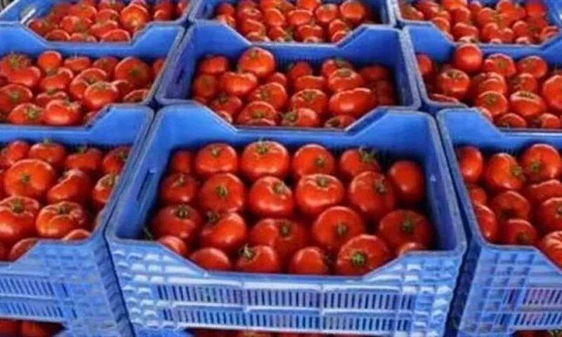 وزارة التموين تطرح الطماطم بسعر 23 جنيهًا للكيلو في المجمعات الاستهلاكية: واستمرار توفير السلع الأساسية