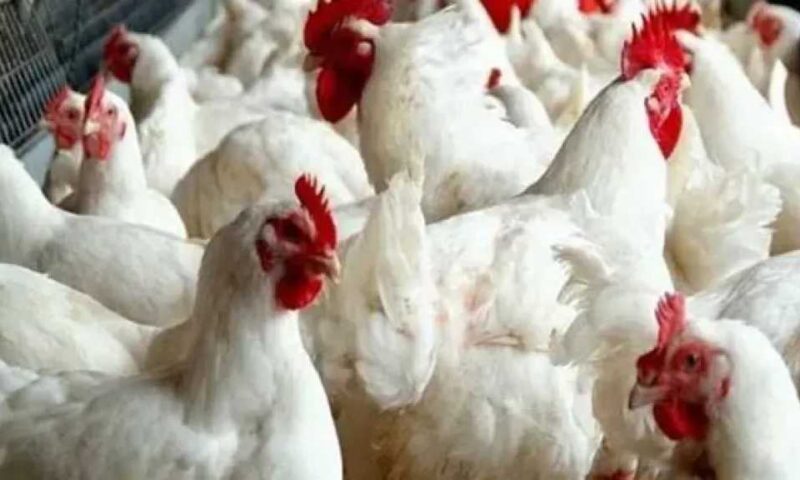 صعود مفاجئ في بورصة الدواجن.. أسعار الفراخ البيضاء والبيض اليوم في الأسواق المصرية