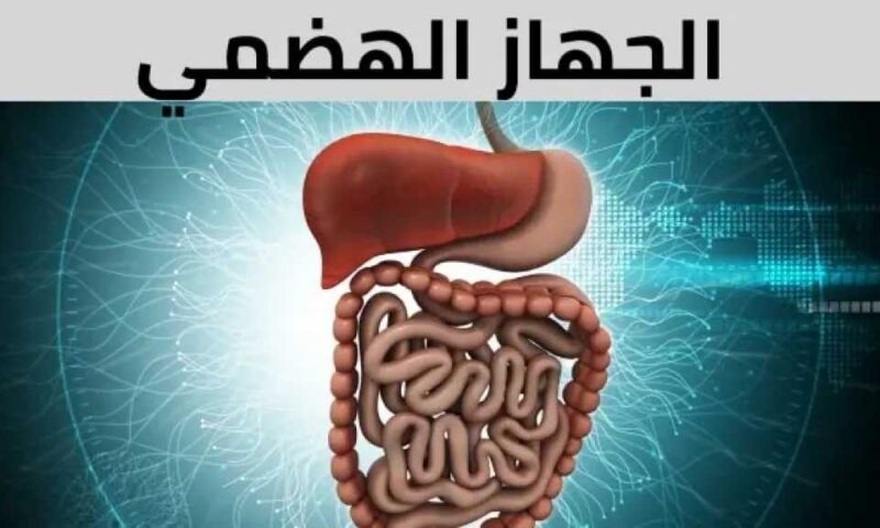 متاعب الجهاز الهضمي في الطقس الحار: أسباب اضطرابات المعدة وأهم النصائح للوقاية