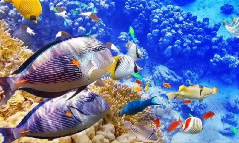 تفسير حلم السمك في المنام