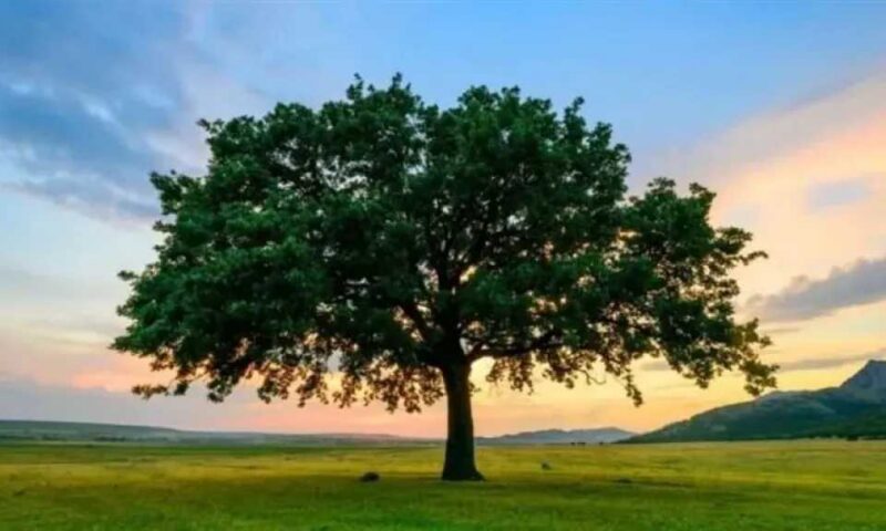 رموز المنام لمعرفة نوع الجنين
