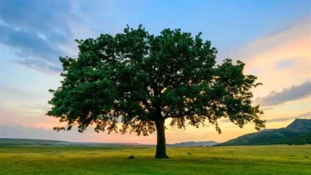 رموز المنام لمعرفة نوع الجنين
