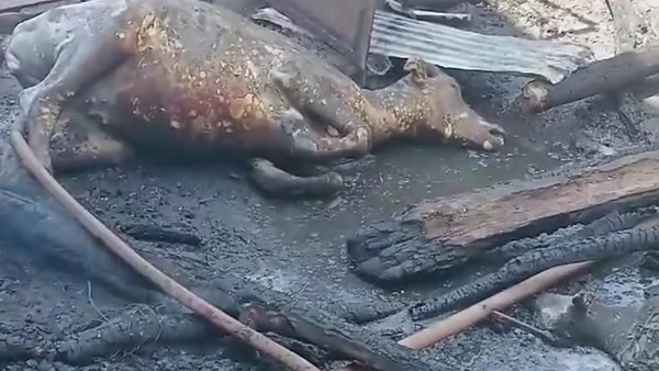 اندلاع حريق بمنزل في أجهور الكبرى بالقليوبية.. ونفوق 6 رؤوس ماشية