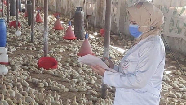بيطري الشرقية يحصن 118 ألف طائر وينظم 211 ندوة وجولة إرشادية