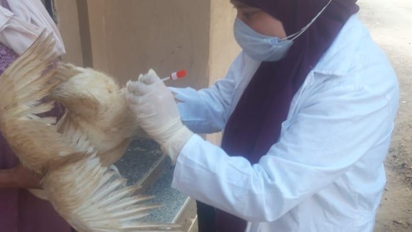 مليون طائر محصن ونتائج مطمئنة.. “الزراعة” تواصل حصار الأمراض الوبائية بالمزارع