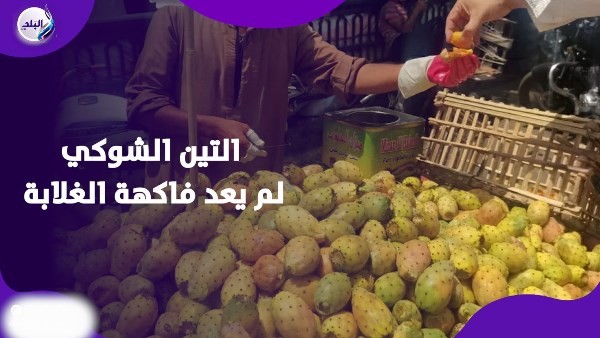 فاكهة البسطاء سوقها غلي .. لماذا قفز سعر التين الشوكي إلى 50 جنيه؟