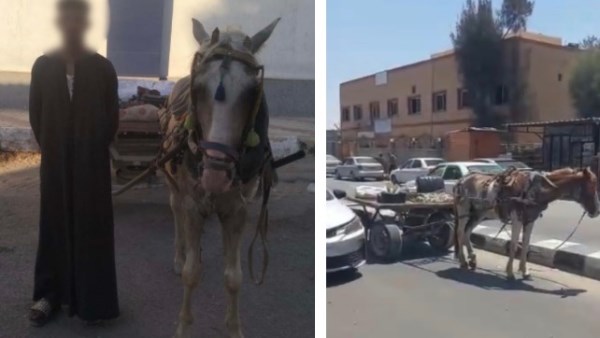 عطل المرور.. القبض على قائد عربة كارو بشمال سيناء