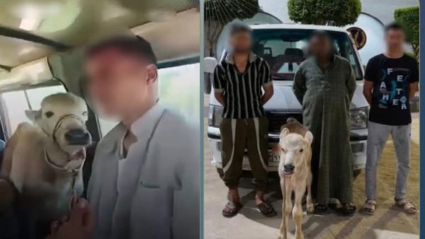 محمل ماشية.. القبض على قائد سيارة وقل بالبحيرة
